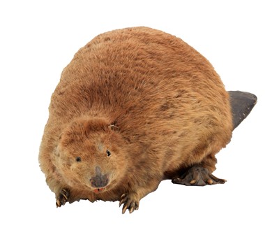 Lot 127 - Taxidermy: A North American Beaver (Castor...