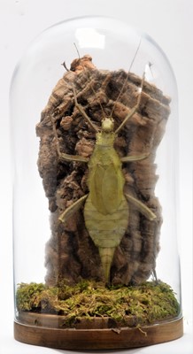 Lot 1124 - Entomology: A Large Walking Leaf Insect,...