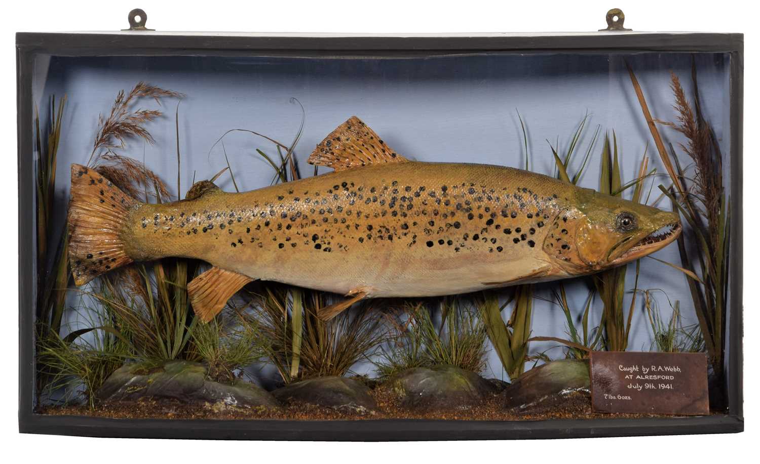 Lot 1193 - Taxidermy: A Cased Brown Trout (Salmo trutta),...