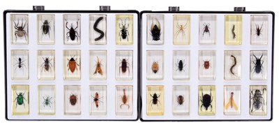 Lot 1125 - Coleoptera: A Collection of Beetles, Spiders &...