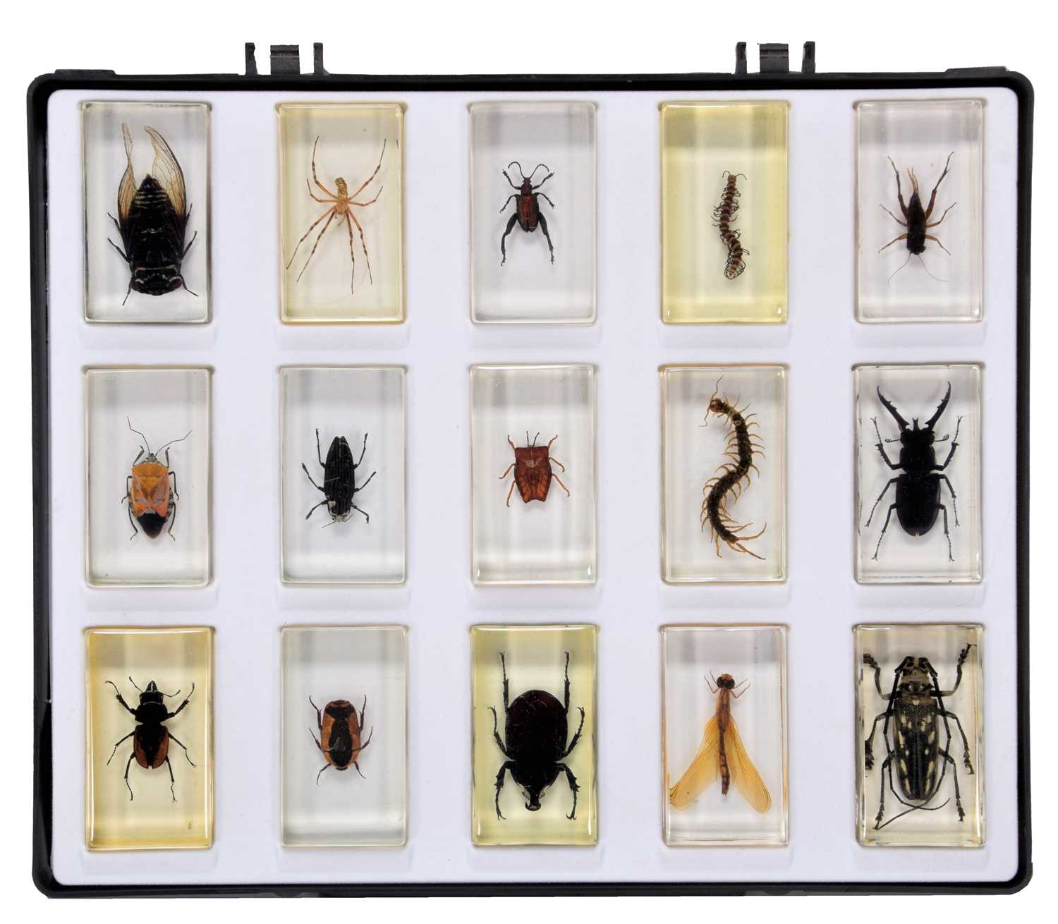 Lot 1125 - Coleoptera: A Collection of Beetles,