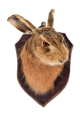 Lot 102 - Taxidermy: A European Hare Mask (Lepus...