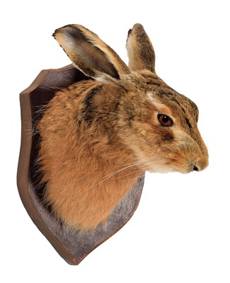 Lot 102 - Taxidermy: A European Hare Mask (Lepus...