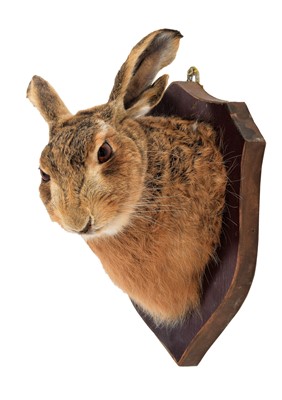 Lot 102 - Taxidermy: A European Hare Mask (Lepus...