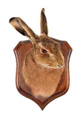 Lot 1217 - Taxidermy: A European Hare Mask (Lepus...