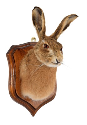 Lot 109 - Taxidermy: A European Hare Mask (Lepus...