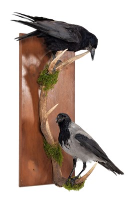 Lot 1218 - Taxidermy: A Carrion Crow & Hooded Crow,...