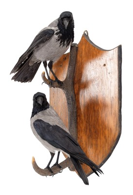 Lot 110 - Taxidermy: A Pair of Hooded Crows, modern, by...