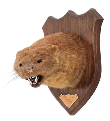 Lot 177 - Taxidermy: A European Otter Mask (Lutra lutra),...