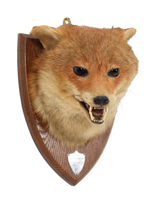 Lot 316 - Taxidermy: A European Red Fox Mask (Vulpes...