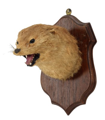 Lot 1191 - Taxidermy: An Early 20th Century European...