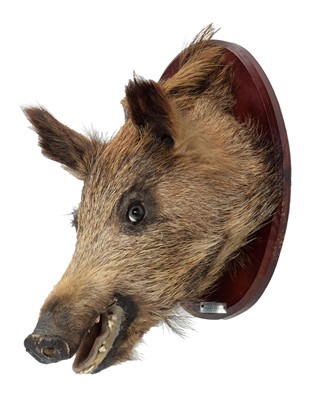 Lot 1185 - Taxidermy: A Spanish Wild Boar Piglet (Sus...