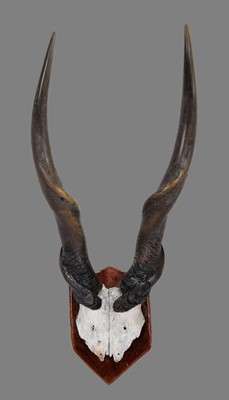 Lot 1135 - Antlers/Horns: Cape Eland Horns (Taurotragus...