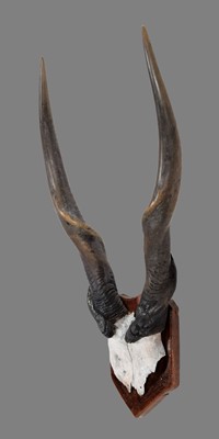 Lot 1135 - Antlers/Horns: Cape Eland Horns (Taurotragus...