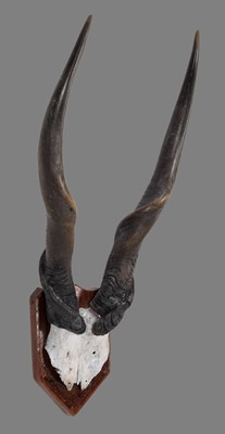 Lot 1135 - Antlers/Horns: Cape Eland Horns (Taurotragus...