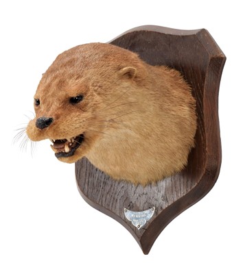 Lot 1240 - Taxidermy: A Eurasian Otter Mask (Lutra lutra),...