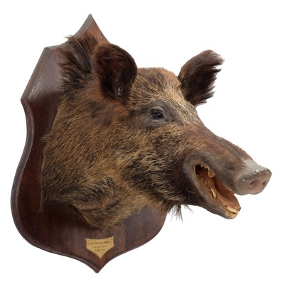 Lot 1221 - Taxidermy: A French Wild Boar (Sus scrofa),...