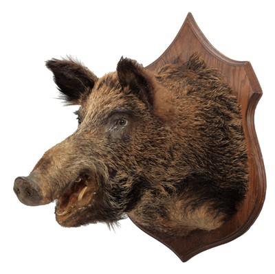 Lot 1222 - Taxidermy: A European Wild Boar (Sus scrofa),...