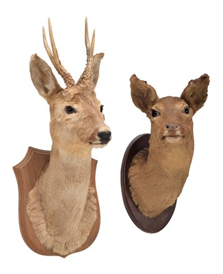 Lot 1144 - Taxidermy: A Pair of European Roe Deers...