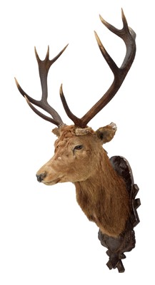 Lot 1189 - Taxidermy: Scottish Red Deer (Cervus elaphus...