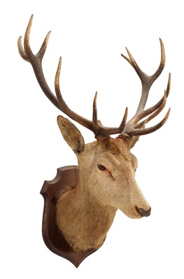 Lot 1190 - Taxidermy: A European Royal Red Deer (Cervus...