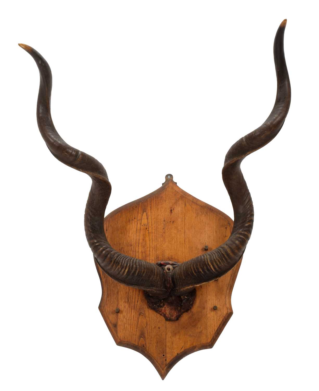 Lot 1136 Antlers/Horns A Set of Cape Greater Kudu