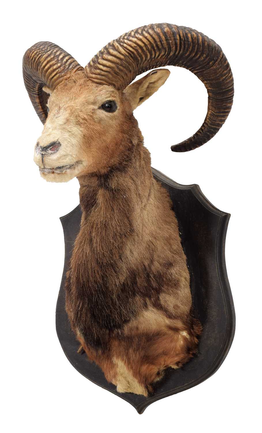 Lot 1143 - Taxidermy: European Mouflon (Ovis aries...