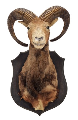 Lot 1143 - Taxidermy: European Mouflon (Ovis aries...