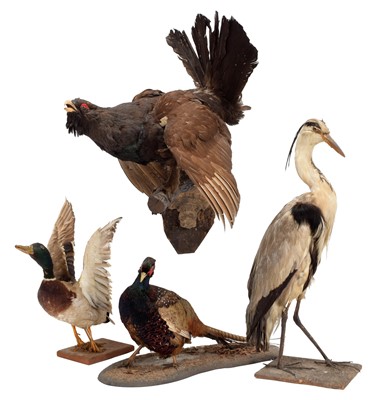 Lot 1188 - Taxidermy: A Group of European Birds, to...