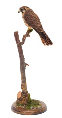 Lot 1187 - Taxidermy: An American Kestrel (Falco...