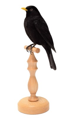 Lot 1138 - Taxidermy: A Common Blackbird (Turdus merula),...