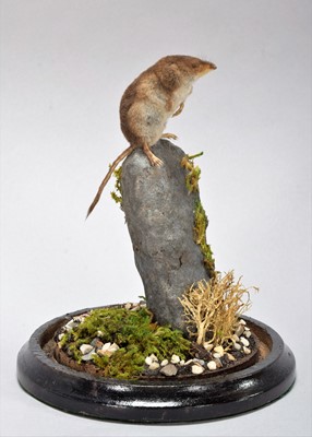 Lot 1123 - Taxidermy: A Common Shrew (Sorex araneus),...