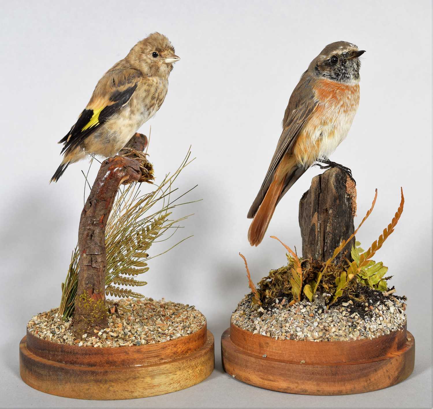 Lot 1186 - Taxidermy: A Juvenile Goldfinch and Redstart,...