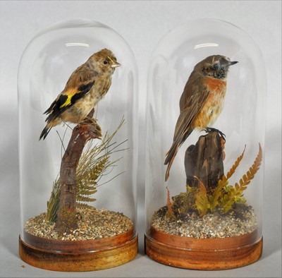 Lot 1186 - Taxidermy: A Juvenile Goldfinch and Redstart,...