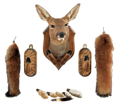 Lot 1233 - Taxidermy: A Roe Deer Head Mount (Capreolus...