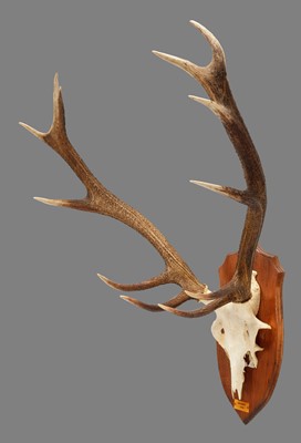 Lot 1139 - Antlers/Horns: A Scottish Royal Red Deer...