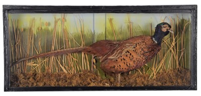 Lot 1121 - Taxidermy: A Cased Ring-necked Pheasant...