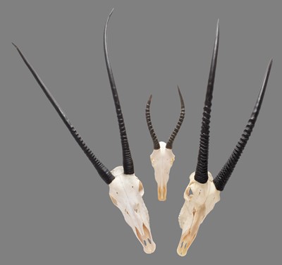 Lot 118 - Antlers/Horns: Kalahari Gemsbok Oryx & Blesbok,...