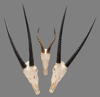 Lot 196 - Antlers/Horns: Kalahari Gemsbok Oryx & Blesbok,...