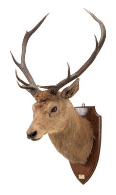 Lot 121 - Taxidermy: A Scottish Red Deer (Cervus elaphus...