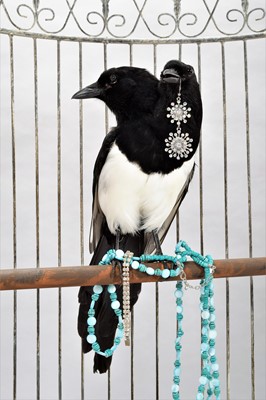 Lot 104 - Taxidermy: A Two Headed Magpie Thief (Pica...