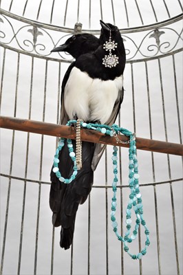 Lot 104 - Taxidermy: A Two Headed Magpie Thief (Pica...