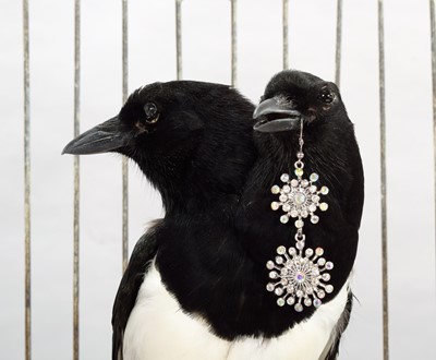 Lot 104 - Taxidermy: A Two Headed Magpie Thief (Pica...