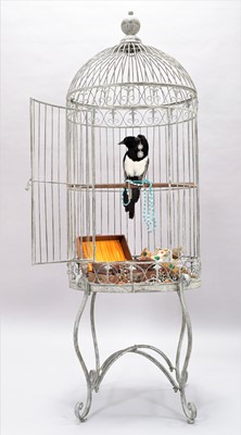 Lot 104 - Taxidermy: A Two Headed Magpie Thief (Pica...