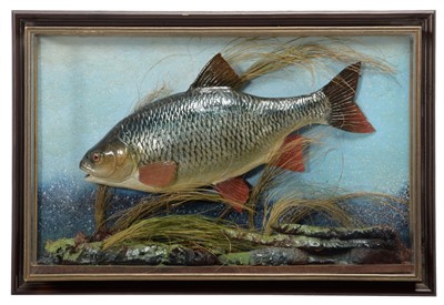 Lot 154 - Taxidermy: A Cased Common Roach (Rutilus...