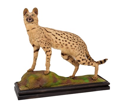 Lot 258 - Taxidermy: A Serval Cat (Leptailurus serval),...