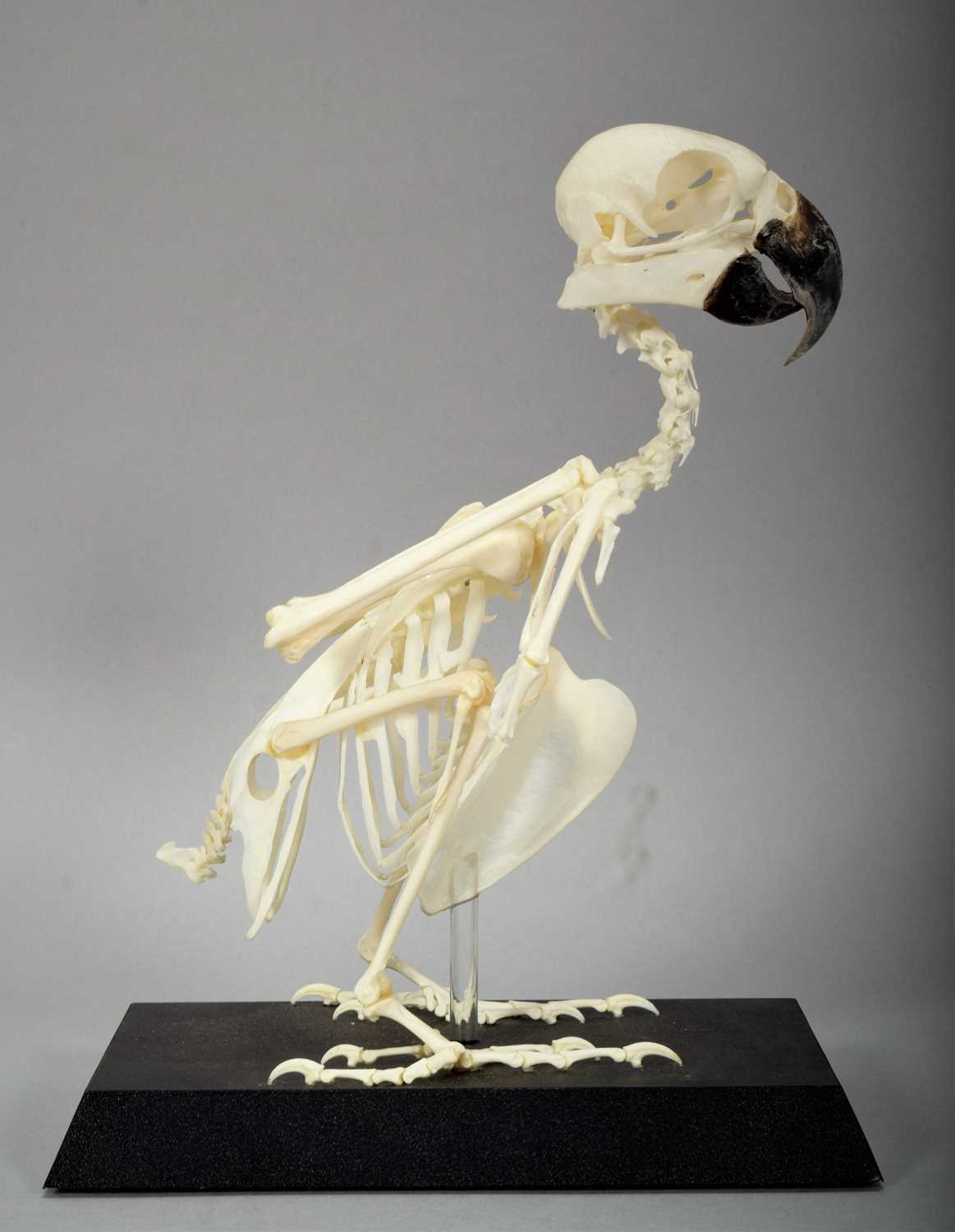 Lot 244 - Skeletons/Anatomy: A Yellow-fronted Amazon