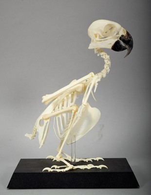 Lot 244 - Skeletons/Anatomy: A Yellow-fronted Amazon...