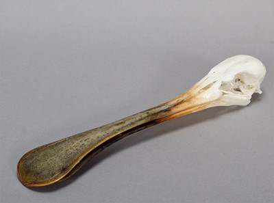 Lot 228 - Skulls/Anatomy: African Spoonbill Skull...