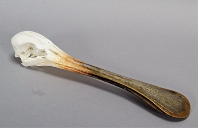 Lot 228 - Skulls/Anatomy: African Spoonbill Skull...